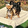 dog, chihuahua, pet, animal, outdoor, blanket, sunlight, grass, plant, garden, cute, small_dog, fur, tongue_out, relaxing, two_dogs, ears_up, nature, companion, playful