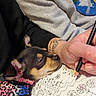Lola joined the competition — help win amazing prizes! dog, puppy, coloring_book, hand, pencil, tattoo, coloring, resting, sleeping, colorful, leopard_print, harness, closeup, art, drawing, person, relaxing, indoor, creative, cozy