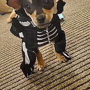 Lola joined the competition — help win amazing prizes! dog, puppy, costume, skeleton_costume, carpet, indoor, living_room, furniture, table, couch, brown, black, cute, pet, animal, small_dog, ears, floor, looking, expression