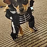 dog, puppy, costume, skeleton_costume, carpet, indoor, living_room, furniture, table, couch, brown, black, cute, pet, animal, small_dog, ears, floor, looking, expression