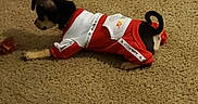 Lola joined the competition — help win amazing prizes! dog, puppy, carpet, indoor, pet, small_dog, clothing, outfit, lying_down, brown, black, white, toy, floor, animal, cute, pet_clothes, tail, ears, home