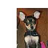 Lola is registered to the contest to win money with this photo: puppy, dog, small_dog, ears, brown_carpet, cute, pet, indoor, looking_up, clothing, pink_skirt, young_dog, fur, animal, domestic_animal, adorable, canine, front_paws, standing, alert