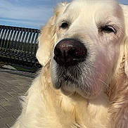 Nikki joined the competition — help win amazing prizes! animal, bench, canine, closeup, daytime, dog, ears, expression, fur, golden_retriever, muzzle, nature, nose, outdoor, park, pet, portrait, sky, sunlight, whiskers