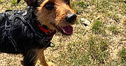 Thao a rejoint le concours — aidez-le/la à gagner de superbes lots ! animal, black_fur, brown_fur, canine, collar, daylight, dog, ears, grass, happy, harness, looking_up, nature, outdoor, pet, playful, shadow, small_dog, sunlight, tongue_out