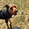 Thao a rejoint le concours — aidez-le/la à gagner de superbes lots ! dog, outdoor, grass, sunlight, pet, canine, happy, animal, black_fur, brown_fur, collar, harness, tongue_out, looking_up, playful, small_dog, ears, shadow, nature, daylight