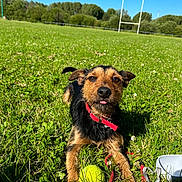 Thao a rejoint le concours — aidez-le/la à gagner de superbes lots ! dog, grass, tennis_ball, red_collar, field, blue_sky, trees, leash, pet, outdoor, playful, animal, sunlight, nature, recreation, sport_field, canine, daytime, greenery, tongue_out