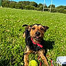dog, grass, tennis_ball, red_collar, field, blue_sky, trees, leash, pet, outdoor, playful, animal, sunlight, nature, recreation, sport_field, canine, daytime, greenery, tongue_out