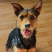 Thao participe au concours pour gagner de l'argent avec cette photo : animal, black, bright_eyes, brown, canine, close_up, companion, cute, dog, ears, friendly, fur, happy, indoor, looking_up, pet, portrait, sitting, smiling, wooden_floor