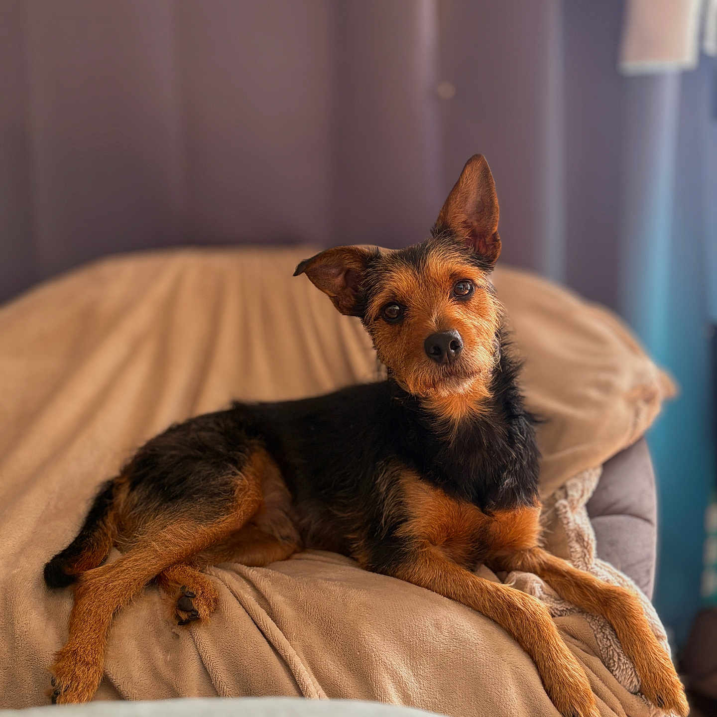 Thao a rejoint le concours — aidez-le/la à gagner de superbes lots ! dog, pet, indoor, blanket, couch, relaxed, brown, black, fur, ears, canine, laying, looking, portrait, animal, cozy, furniture, home, soft, curious