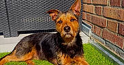 Thao a rejoint le concours — aidez-le/la à gagner de superbes lots ! dog, pet, outdoor, grass, brick_wall, wicker_furniture, sunlight, shadow, animal, canine, fur, ears, relaxed, daylight, nature, portrait, cute, companion, laying, alert
