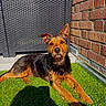 dog, pet, outdoor, grass, brick_wall, wicker_furniture, sunlight, shadow, animal, canine, fur, ears, relaxed, daylight, nature, portrait, cute, companion, laying, alert