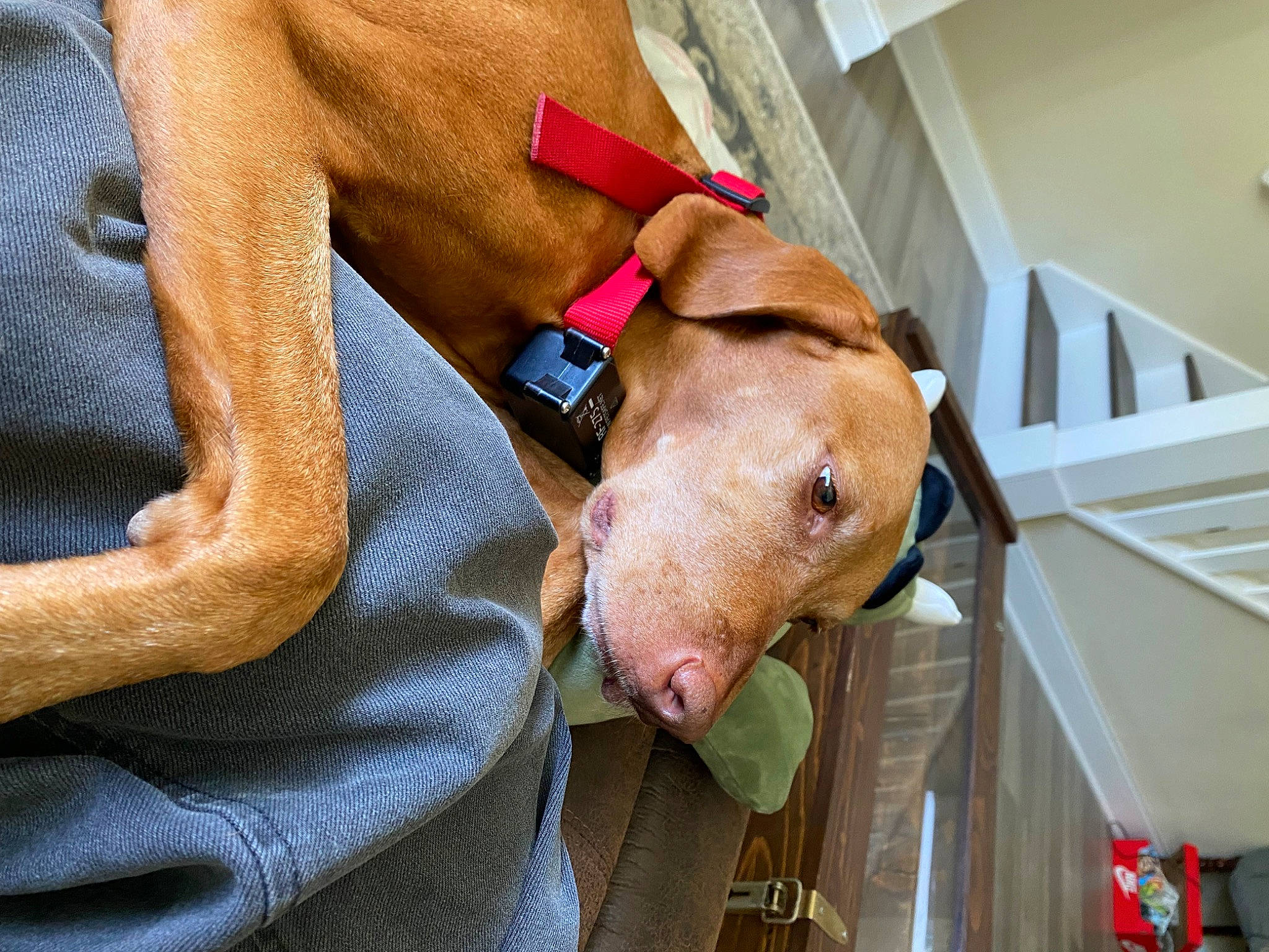 Gypsy is registered to the contest to win money with this photo: canidae, carnivore, collar, comfort, companion_dog, dog, dog_breed, dog_supply, ear, fawn, great_dane, guard_dog, liver, non_sporting_group, pet_supply, snout, sporting_group, whiskers, working_animal, wrist