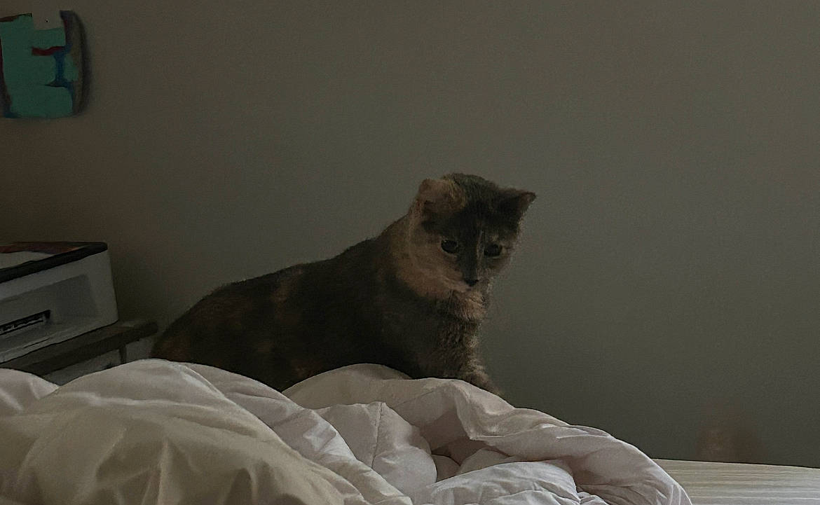 Lola joined the competition — help win amazing prizes! bed, bedding, carnivore, cat, comfort, domestic_short_haired_cat, duvet, fawn, felidae, fur, grey, hardwood, linens, room, small_to_medium_sized_cats, snout, tail, terrestrial_animal, whiskers, wood