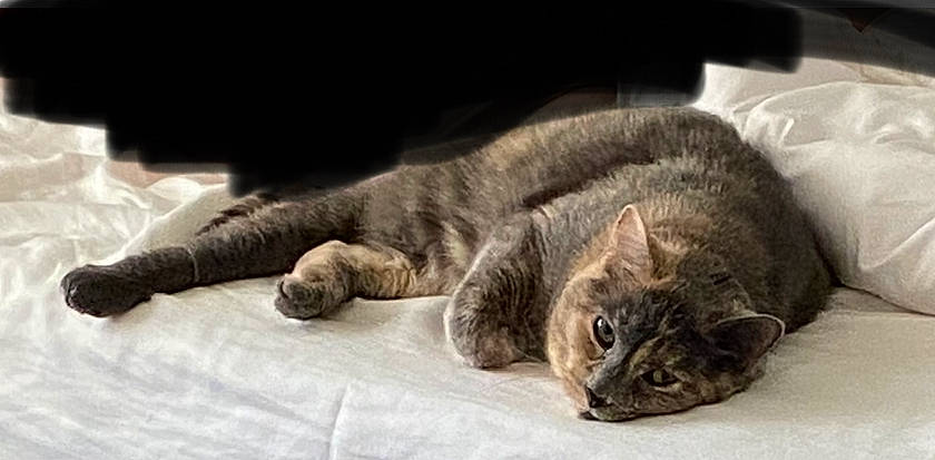 Lola joined the competition — help win amazing prizes! carnivore, cat, claw, comfort, domestic_short_haired_cat, felidae, fur, grey, nap, paw, sleep, small_to_medium_sized_cats, snout, tail, terrestrial_animal, whiskers