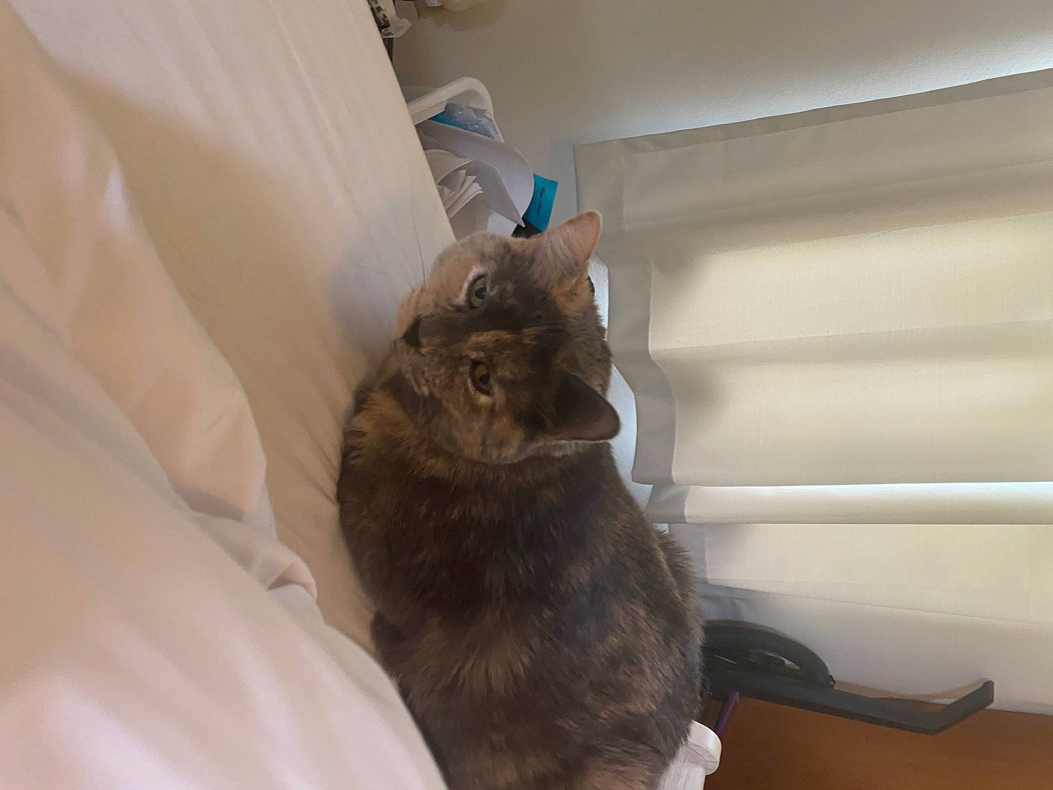 Lola joined the competition — help win amazing prizes! bed, cat, claw, comfort, domestic_short_haired_cat, felidae, fur, hardwood, health_care, linens, medical, medical_glove, medical_procedure, room, safety_glove, service, small_to_medium_sized_cats, tail, whiskers, wood