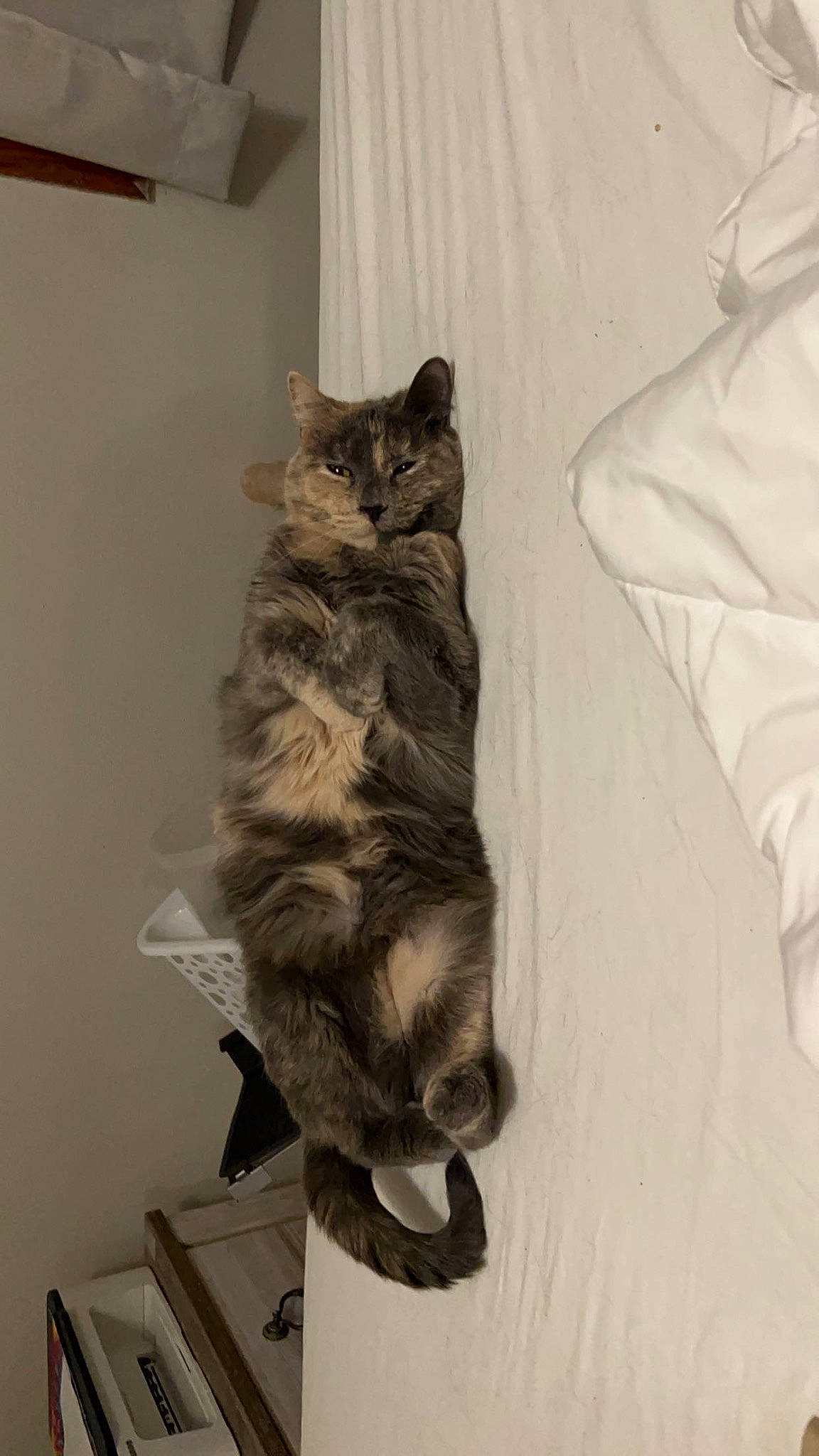 Lola is registered to the contest to win money with this photo: carnivore, cat, comfort, domestic_short_haired_cat, felidae, fur, grey, room, small_to_medium_sized_cats, tail, whiskers, wood