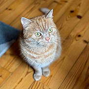 Pogo a rejoint le concours — aidez-le/la à gagner de superbes lots ! cat, ginger_cat, tabby, pet, animal, indoor, wooden_floor, fur, whiskers, ears, eyes, cute, domestic_cat, mammal, feline, sitting, looking_up, close_up, soft_light, curious
