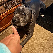 Harley Quinn is registered to the contest to win money with this photo: animal, beige, brown, canine, carpet, close_up, couch, dog, eyes, finger, furniture, indoor, interaction, looking, paw, pet, pointing, side_view, snout, wood