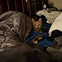 Honey Bunches joined the competition — help win amazing prizes! animal, batman_logo, bed, blanket, cat, comfort, cozy, cute, furniture, indoor, kitten, orange_cat, pet, pillow, relax, rest, sleeping_area, soft, stuffed_toy, toy