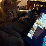 Honey Bunches joined the competition — help win amazing prizes! animal, bedroom, blanket, cat, cozy, curious, device, furniture, home, indoor, kitten, orange_cat, pet, relaxed, screen, soft_lighting, tablet, technology, watching, young_cat