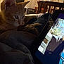 animal, bedroom, blanket, cat, cozy, curious, device, furniture, home, indoor, kitten, orange_cat, pet, relaxed, screen, soft_lighting, tablet, technology, watching, young_cat