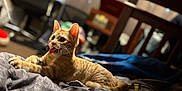 Honey Bunches joined the competition — help win amazing prizes! animal, bed, blanket, bunk_bed, cat, chair, cozy, cute, domestic, ears, furniture, home, indoor, orange_tabby, pet, playful, relaxed, tongue_out, tv, whiskers