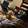 animal, bed, blanket, bunk_bed, cat, chair, cozy, cute, domestic, ears, furniture, home, indoor, orange_tabby, pet, playful, relaxed, tongue_out, tv, whiskers