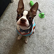Sevyn joined the competition — help win amazing prizes! adorable, alert, animal, boston_terrier, bow_tie, brown_and_white, carpet, clothing, companion, cute, dog, domestic, ears_up, green_toy, indoor, looking_up, pet, pet_accessory, small_dog, toy