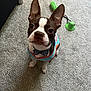 adorable, alert, animal, boston_terrier, bow_tie, brown_and_white, carpet, clothing, companion, cute, dog, domestic, ears_up, green_toy, indoor, looking_up, pet, pet_accessory, small_dog, toy