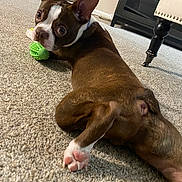 Sevyn is registered to the contest to win money with this photo: dog, brown, white, toy, carpet, indoor, pet, playful, lying_down, curious, looking_back, furniture, floor, ears, paw, animal, canine, household, cute, pet_toy