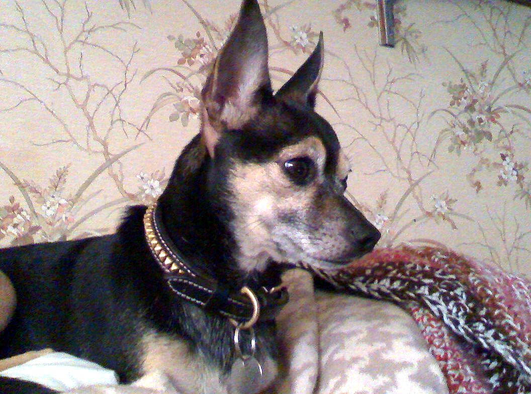 Dingo is registered to the contest to win money with this photo: canidae, carnivore, dog, dog_breed, east_european_shepherd, king_shepherd, mammal, rare_breed_dog, snout, vertebrate, whiskers