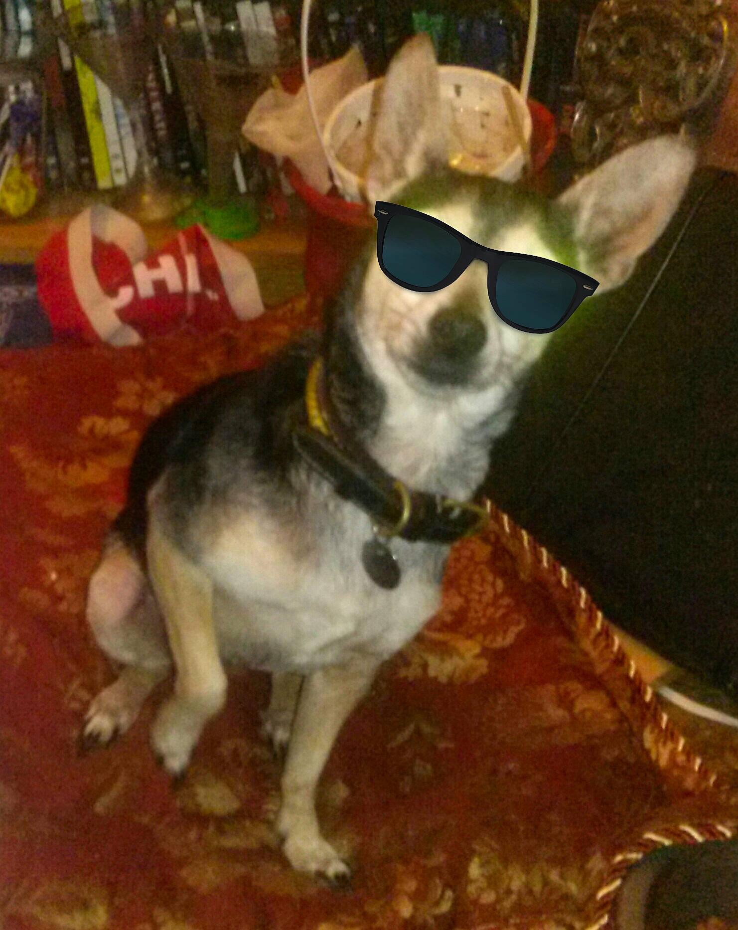 Dingo joined the competition — help win amazing prizes! canidae, carnivore, chihuahua, companion_dog, cool, dog, dog_breed, ear, eyewear, feist, fox_terrier, glasses, goggles, personal_protective_equipment, rat_terrier, snout, sunglasses, toy_dog, vision_care
