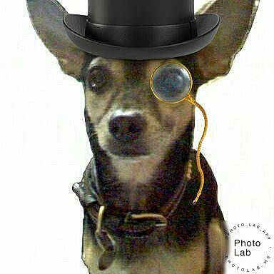 Dingo is registered to the contest to win money with this photo: canidae, carnivore, chihuahua, costume, costume_hat, cowboy_hat, dog, dog_breed, fashion_accessory, fedora, feist, glasses, hat, headgear, miniature_pinscher, personal_protective_equipment, snout, toy_dog