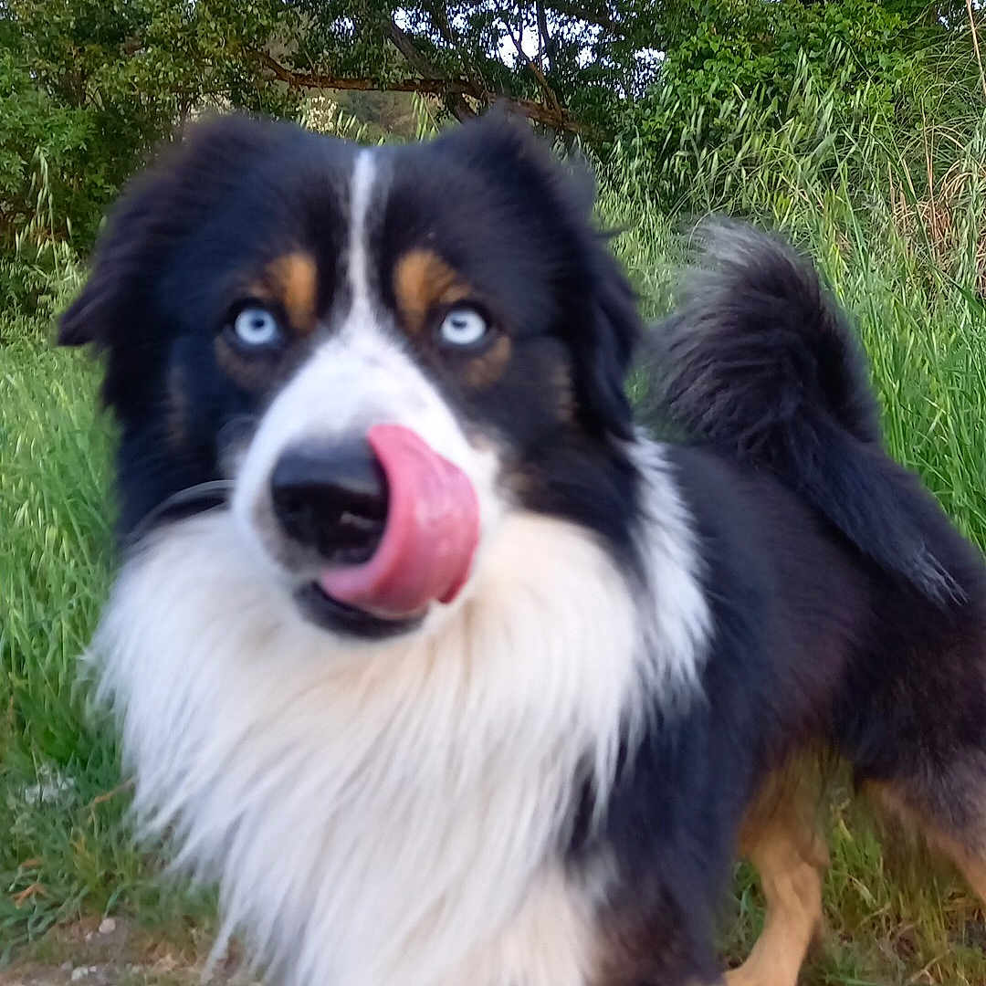 Ulko