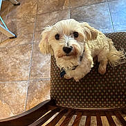 Jaxson joined the competition — help win amazing prizes! dog, white_dog, pet, indoor, chair, tile_floor, looking_up, curious, small_dog, fluffy, cute, domestic_animal, fur, collar, tag, wooden_chair, patterned_chair, floor, home, animal
