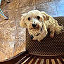 dog, white_dog, pet, indoor, chair, tile_floor, looking_up, curious, small_dog, fluffy, cute, domestic_animal, fur, collar, tag, wooden_chair, patterned_chair, floor, home, animal