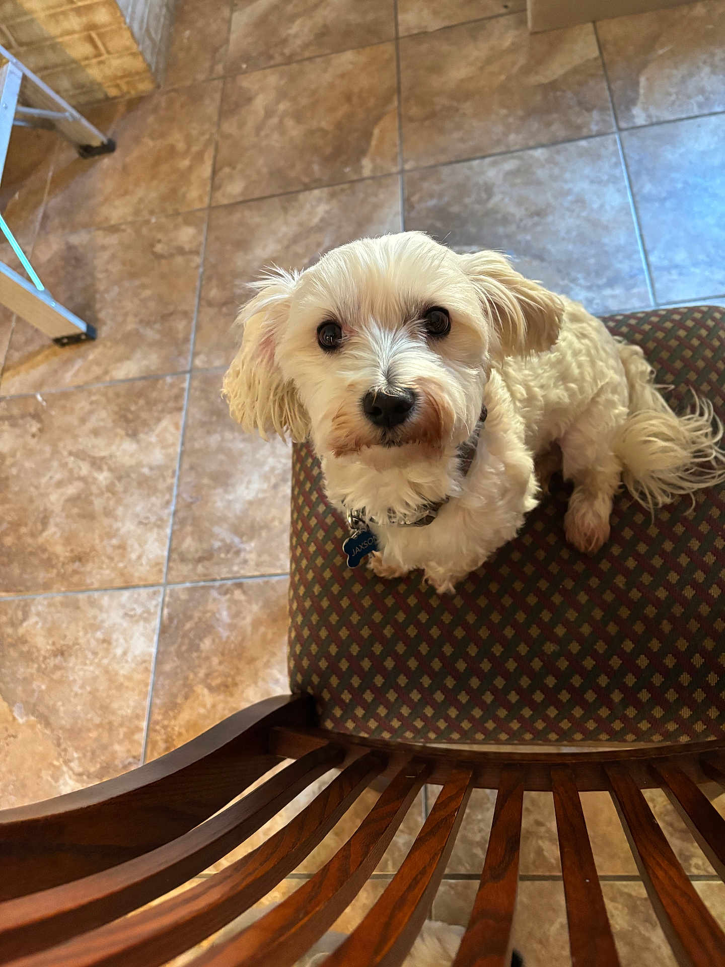 Jaxson