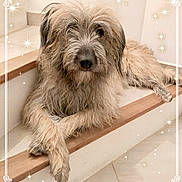 Thalia participe au concours pour gagner de l'argent avec cette photo : dog, stairs, indoor, fluffy, crossed_paws, light_brown, long_hair, pet, relaxed, cozy, floor, wood, white_wall, portrait, animal, cute, domestic_animal, calm, sitting, friendly