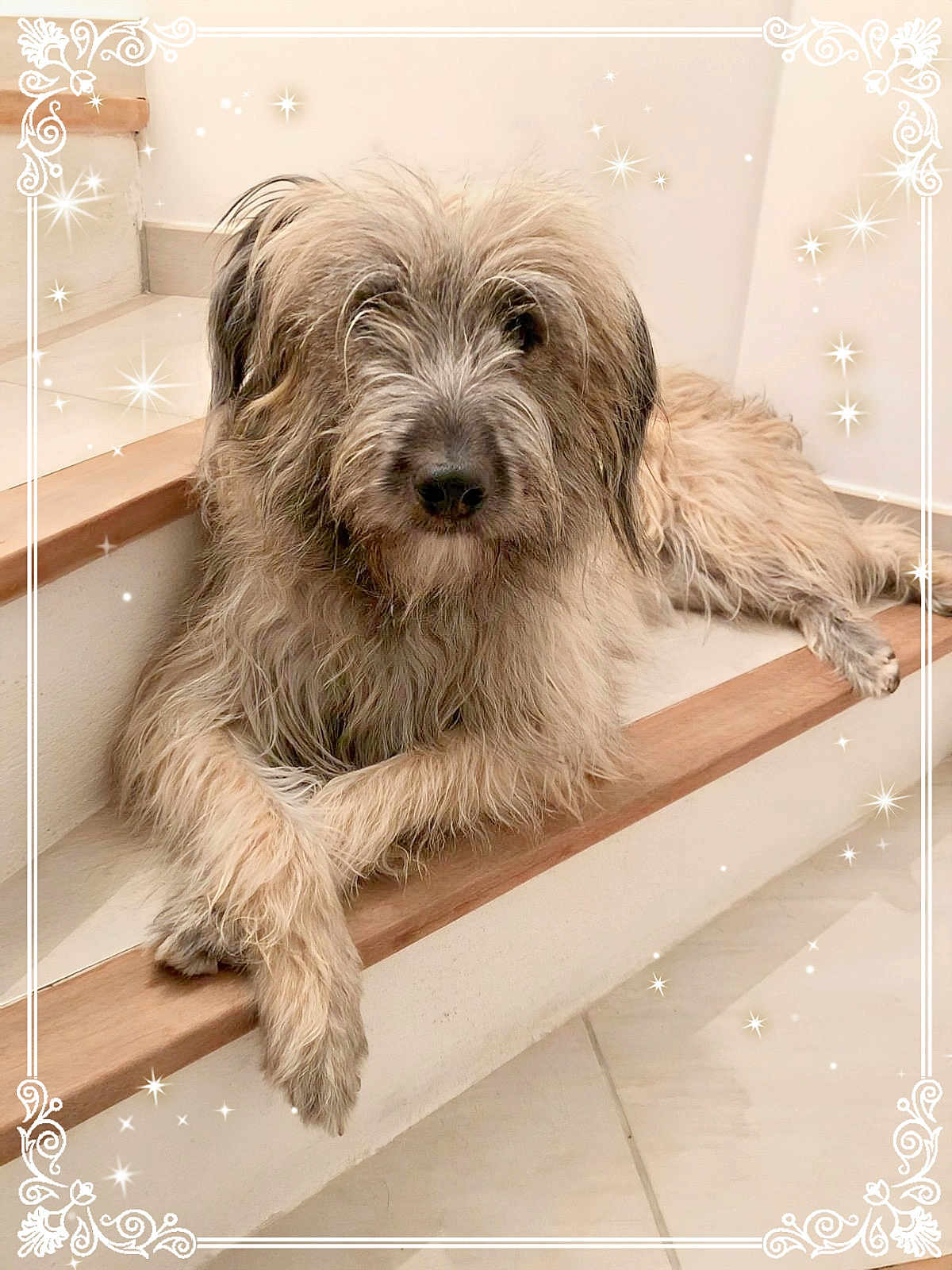 Thalia participe au concours pour gagner de l'argent avec cette photo : dog, stairs, indoor, fluffy, crossed_paws, light_brown, long_hair, pet, relaxed, cozy, floor, wood, white_wall, portrait, animal, cute, domestic_animal, calm, sitting, friendly