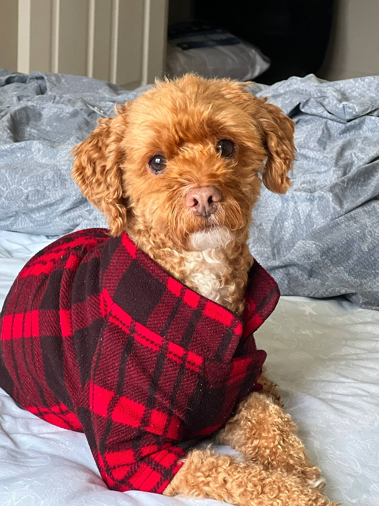 Leo joined the competition — help win amazing prizes! canidae, carnivore, collar, companion_dog, dog, dog_breed, dog_clothes, dog_supply, fawn, liver, pattern, pet_supply, plaid, snout, sporting_group, tartan, terrier, toy, toy_dog, working_animal
