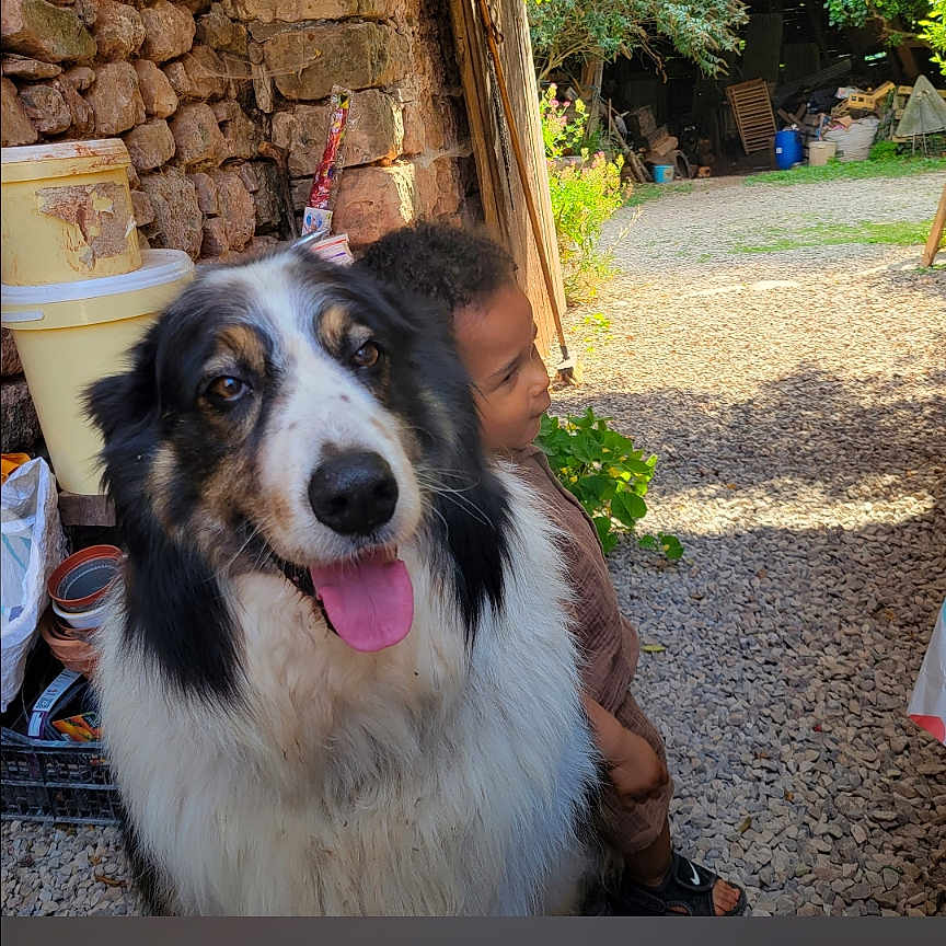 Lepsi a rejoint le concours — aidez-le/la à gagner de superbes lots ! black_and_white, casual, child, companionship, daylight, dog, footwear, furry, garden, gravel, happy, nature, outdoor, pet, plants, portrait, rustic, stone_wall, sunlight, tongue_out