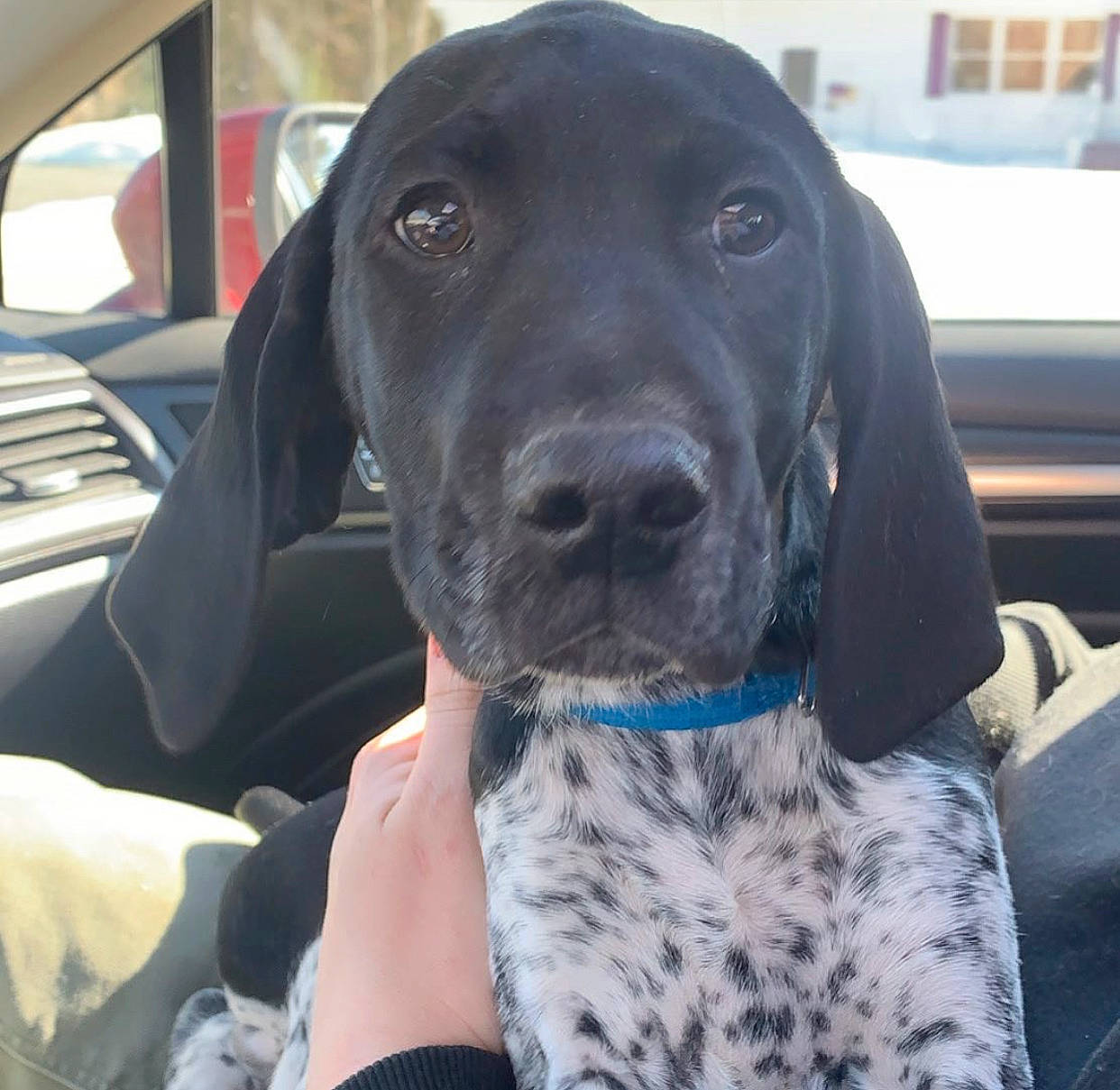 Winchester is registered to the contest to win money with this photo: ariegeois, beagador, braque_dauvergne, canidae, carnivore, dog, dog_breed, german_shorthaired_pointer, hunting_dog, mammal, old_danish_pointer, plott_hound, pointer, pointing_breed, rare_breed_dog, snout, sporting_group, vertebrate