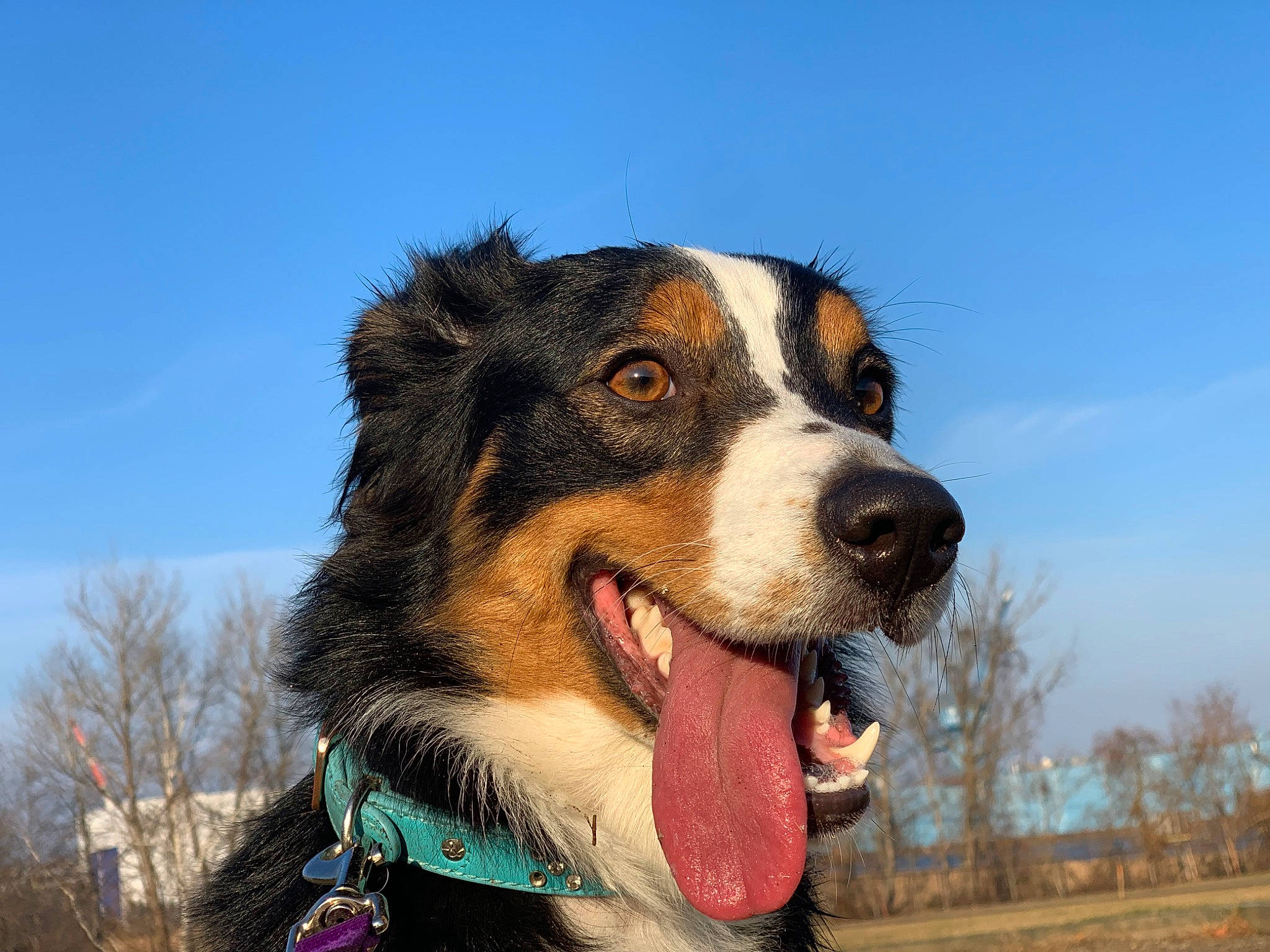 Piper is registered to the contest to win money with this photo: appenzeller_sennenhund, australian_collie, australian_shepherd, bernese_mountain_dog, canidae, carnivore, companion_dog, dog, dog_breed, english_shepherd, entlebucher_mountain_dog, herding_dog, mammal, rare_breed_dog, snout, sporting_group, vertebrate, welsh_sheepdog, working_dog