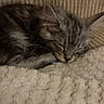 Bianca a rejoint le concours — aidez-le/la à gagner de superbes lots ! kitten, cat, sleeping, cozy, blanket, furry, pet, nap, cute, indoor, tabby, animal, resting, soft, fur, closeup, texture, comfort, peaceful, young