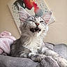 Bianca participe au concours pour gagner de l'argent avec cette photo : kitten, cat, gray_tabby, feline, pet, animal, whiskers, fangs, fur, paw, blanket, soft, indoor, resting, cute, portrait, expression, ears, cozy, painting