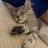 kitten, sleeping, cat, paw, fur, ears, resting, closeup, indoor, texture, beige, blue, tattoo, relaxed, cute, pet, animal, whiskers, soft, cozy