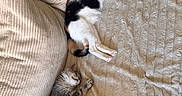 Bianca a rejoint le concours — aidez-le/la à gagner de superbes lots ! cat, sleeping, couch, blanket, indoor, pet, feline, resting, cozy, fur, calico_cat, gray_cat, home, relaxation, soft_texture, comfort, animal, cute, nap, domestic