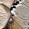 cat, sleeping, couch, blanket, indoor, pet, feline, resting, cozy, fur, calico_cat, gray_cat, home, relaxation, soft_texture, comfort, animal, cute, nap, domestic