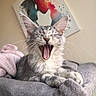 cat, kitten, yawning, gray_fur, tabby, pet, indoor, blanket, cozy, sleepy, cute, animal, whiskers, ears, paw, portrait, feline, soft, resting, home