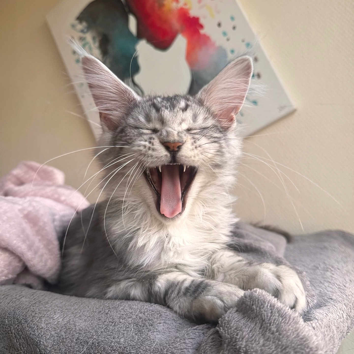 Bianca a rejoint le concours — aidez-le/la à gagner de superbes lots ! cat, kitten, yawning, gray_fur, tabby, pet, indoor, blanket, cozy, sleepy, cute, animal, whiskers, ears, paw, portrait, feline, soft, resting, home
